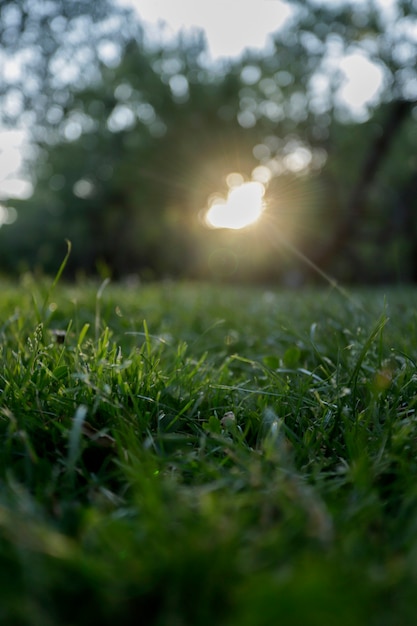 Groene abstracte achtergrond van gras met zon op de achtergrond