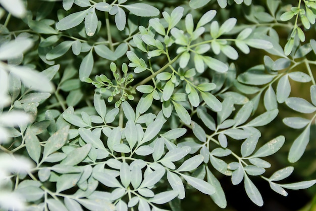 groene achtergrond geneeskrachtige wijnbladeren