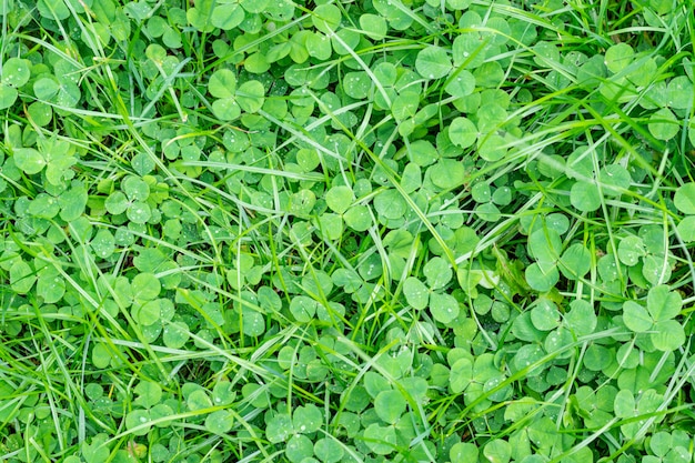 Groene achtergrond met klaverplanten