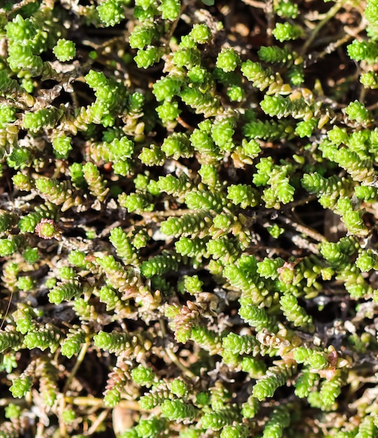 Groene achtergrond met kleine sedum vetplanten in de tuin natuur achtergrond