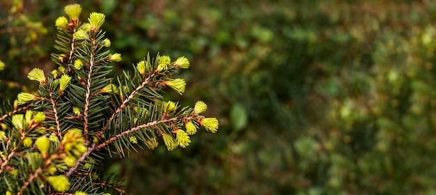 groene achtergrond met takken van naaldboom lente trossen naalden spar of ceder banner