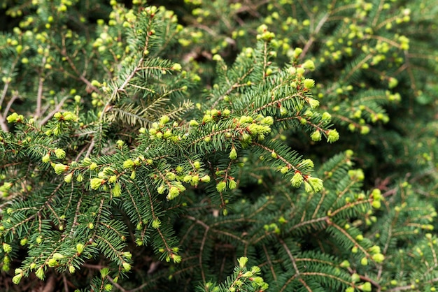 groene achtergrond met takken van naaldboom met voorjaarstrossen naalden lariks of ceder