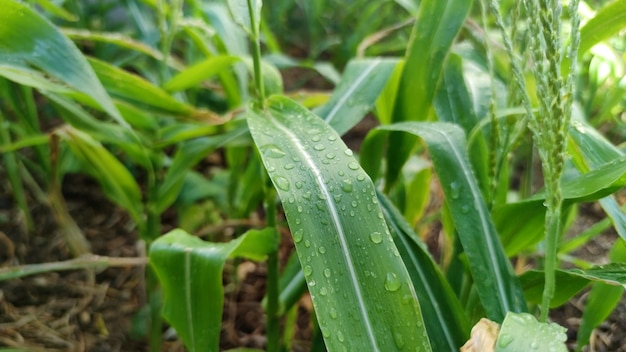 Groene achtergrond van bladeren van maïs bedekt met grote druppels na de regen.