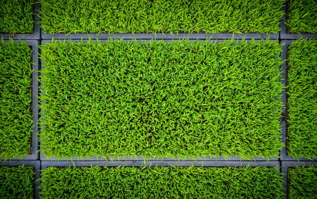 Groene achtergrond van de het bladcornfield aard van rijstzaailingen