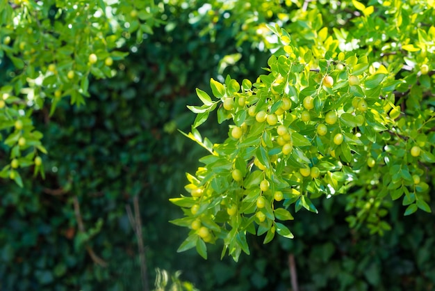 Groene achtergrond van takken van jujube