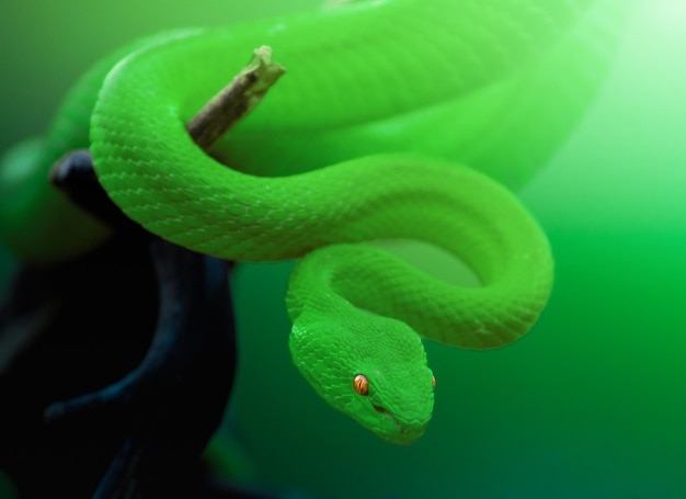groene adder slang van dichtbij