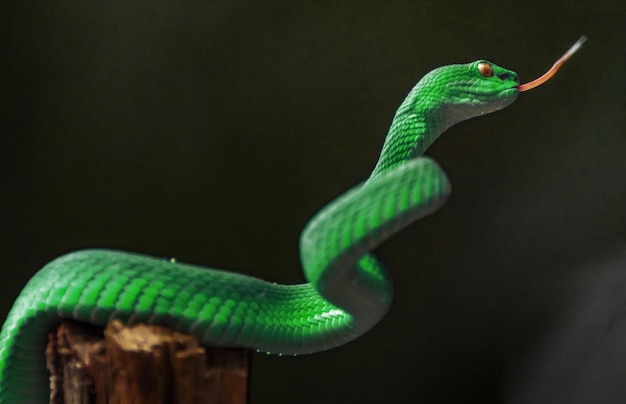 groene adder slang van dichtbij