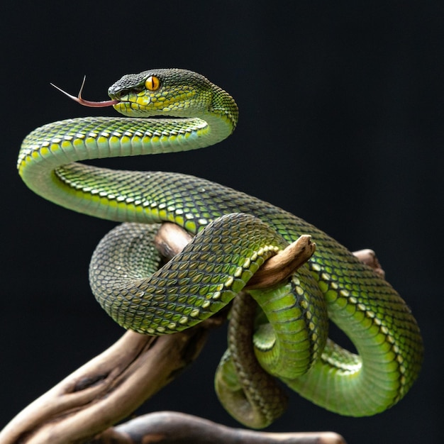 Groene adder slang