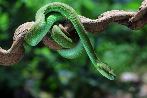 Groene adder trimeresurus albolabris, witlip pitadder