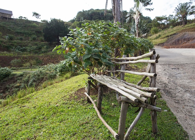 groene Afrikaanse bomen en vegetatie op Mauritius