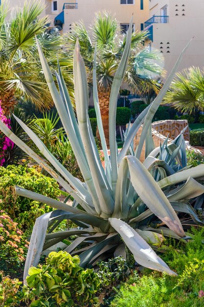 Groene agava plant groeit in een hoteltuin