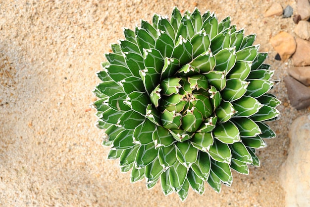 groene agave plant