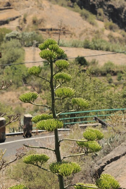 Groene agavebloemen op het eiland Gran Canaria, Spanje