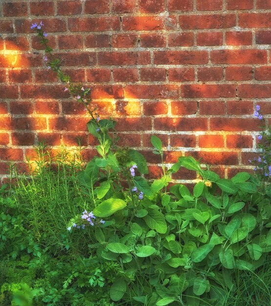 Groene Ajuga-planten die 's middags tegen een bakstenen muur groeien Wilde paarse bugleweed-kruiden of bloemen die worden gebruikt als kruidengeneesmiddel en bloeien in een weelderige tuin of achtertuin in de zomer