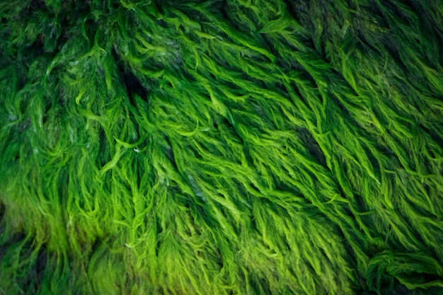 Foto groene algen bedekte granieten rots in een rivierbedding achtergrond en textuur moerasalgen