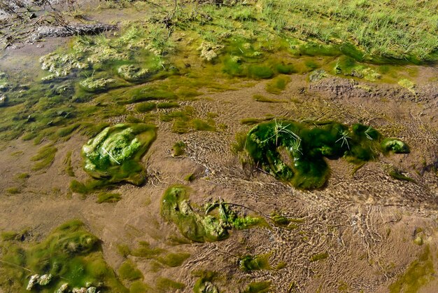 Groene algen in het aquatische milieu Patagonië Argentinië