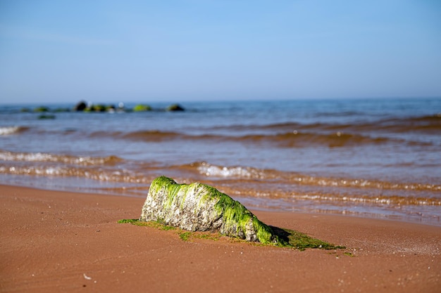 Groene algen op een steen aan de kust