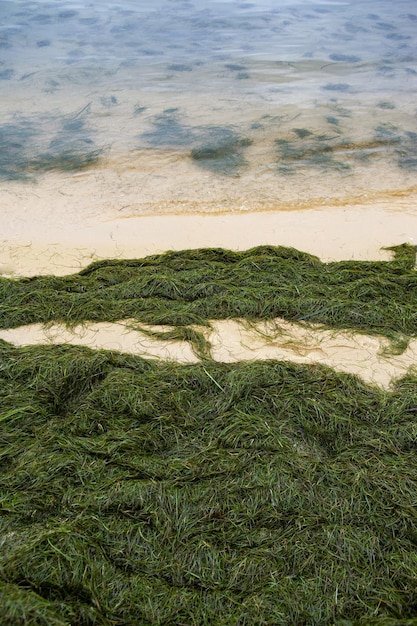 Groene algen op een zandstrand