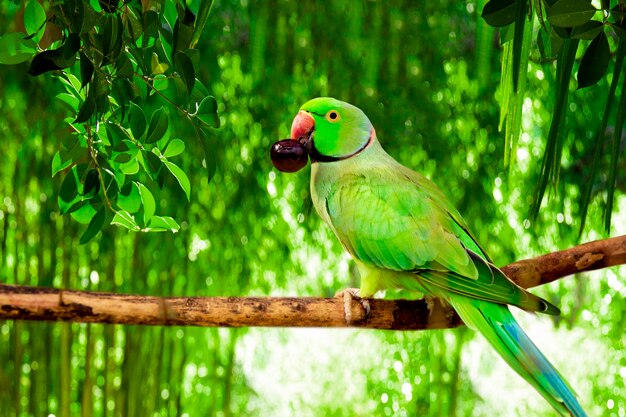 groene amazonepapegaai met een bes in zijn snavel zit op een tak in het bos