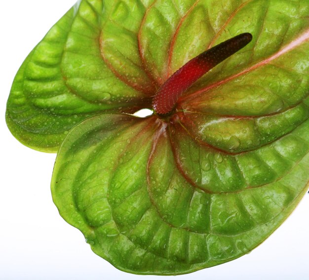 Groene Anthurium close-up