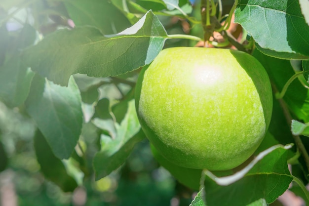 Groene appel aan de boom, appelboom