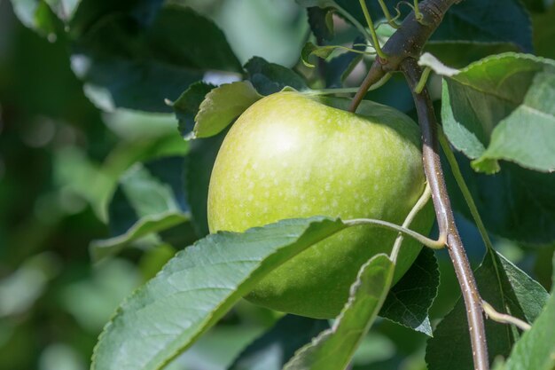 Groene appel aan de boom, appelboom