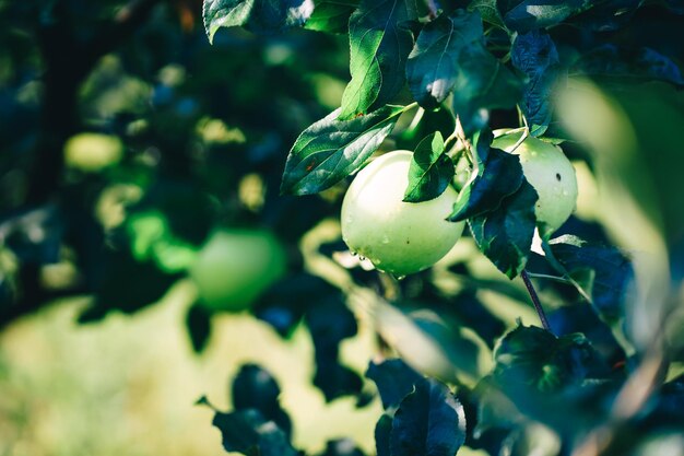 groene appel aan de boom in de tuin