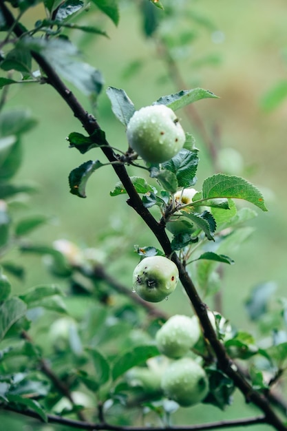 Groene appel op een boomtak