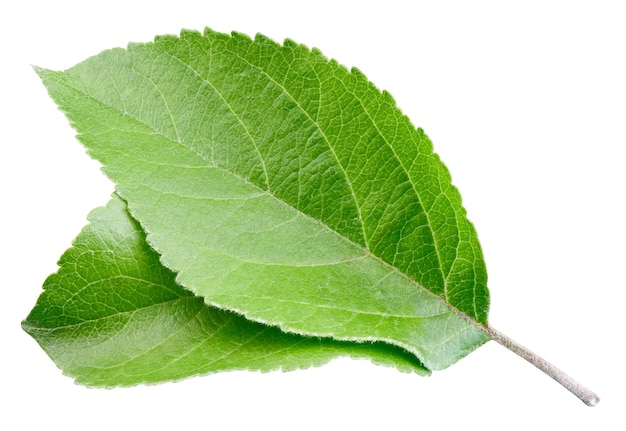 Groene appelblad geïsoleerd op een witte achtergrond Bladeren Apple Clipping Path