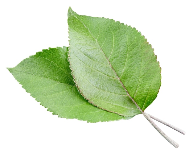 Groene appelblad geïsoleerd op een witte achtergrond Bladeren Apple Clipping Path