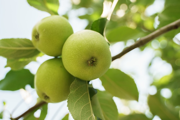 Groene appels aan de boom