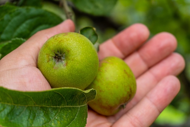 Groene appels aan de boomappel gekweekt om van cider een typisch drankje te maken