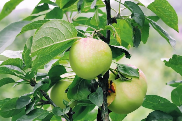 groene appels groeien op een tak van een appelboom tuinieren en de teelt van appels concept