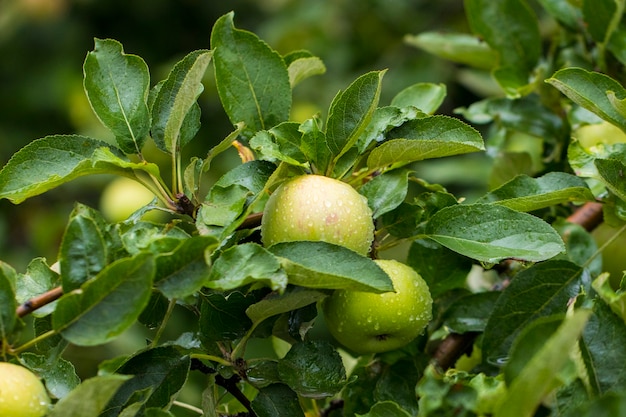 Groene appels in de tuin na de regen.