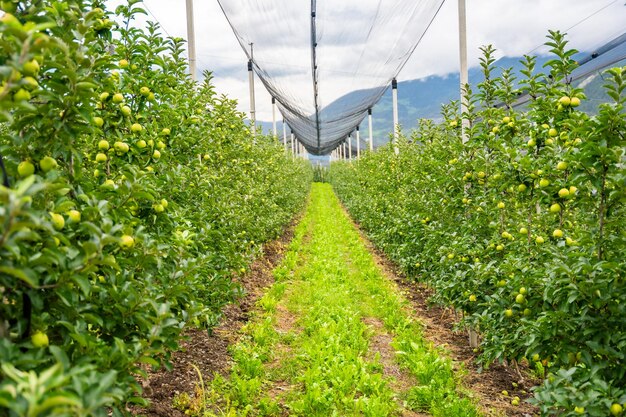 Foto groene appels in een appelplantage in de stad san pietro in zuid-tirol in italië