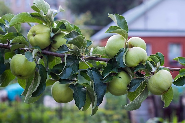 Groene appels op een boom