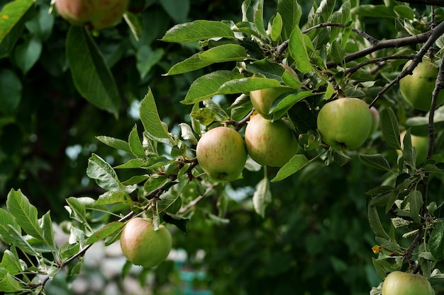 Groene appels op een boomtak, oogsttijdconcept. Hoge kwaliteit foto