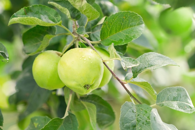 Groene appels op een tak in de tuin