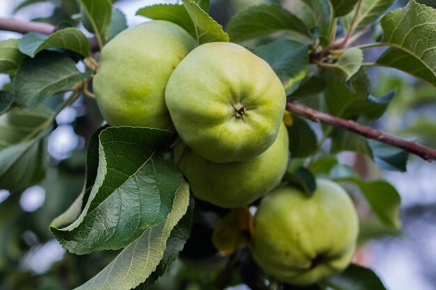 Groene appels op een tak in een boomgaard