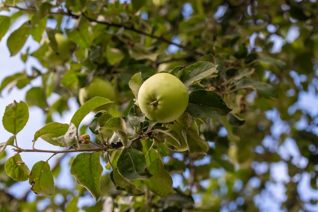 Groene appels op een tak klaar om buiten geoogst te worden