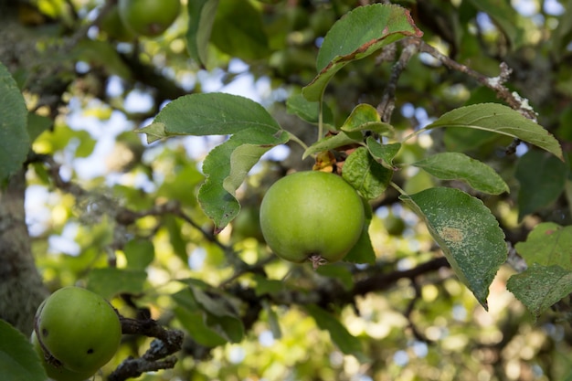 Groene appels op een tak klaar om te worden geoogst, buitenshuis,