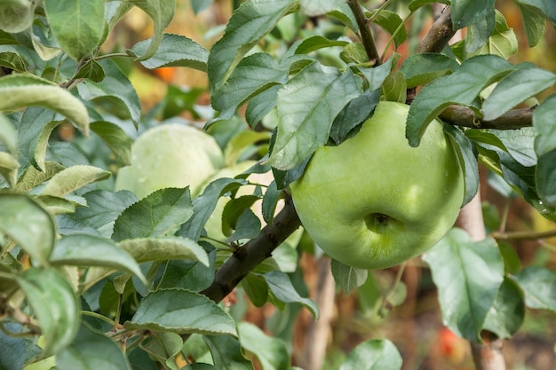 Groene appels op een tak met regendruppels, klaar om geoogst te worden. Selectieve aandacht