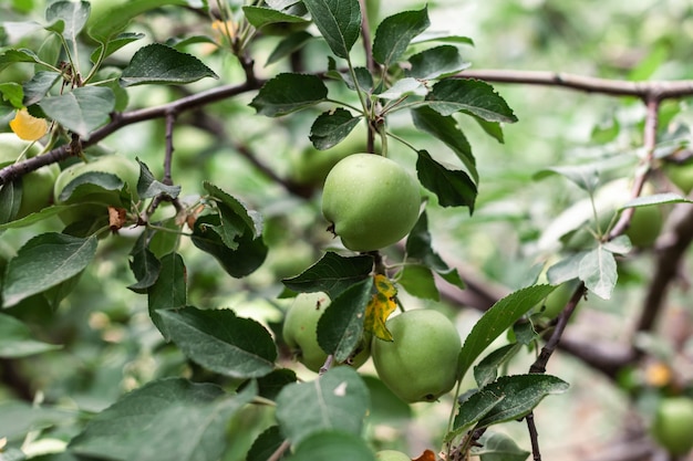 Groene appels wegen op een boomtak in de tuin. Onrijpe appels. Appels aangetast door de ziekte