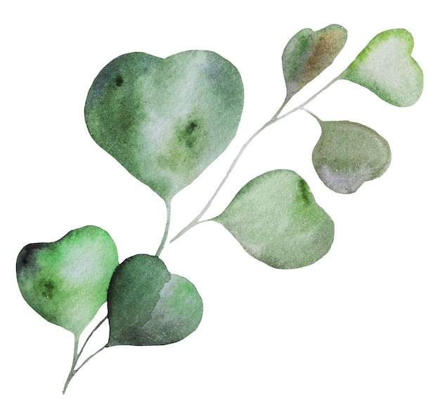 Groene aquarel eucalyptus tropische blad illustratie geïsoleerd