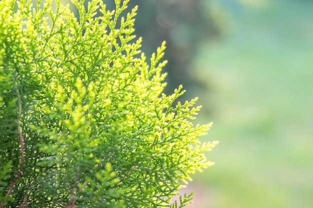 Groene arborvitae zonnig