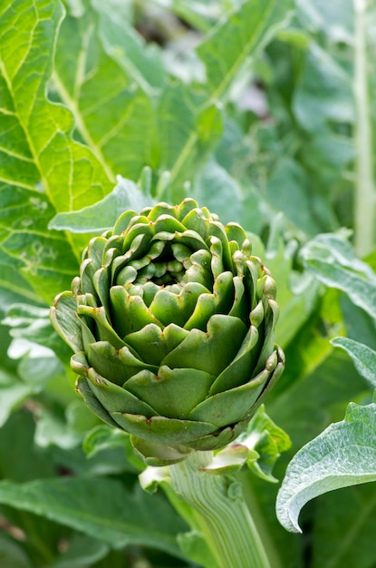 Groene artisjok veld landbouw (Turkije Izmir Urla)