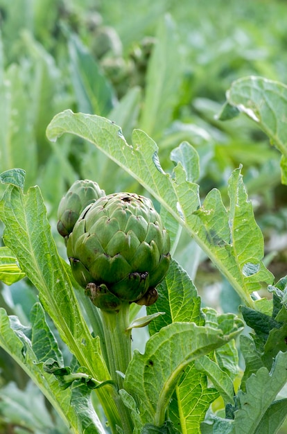 Groene artisjok veld landbouw (Turkije Izmir Urla)