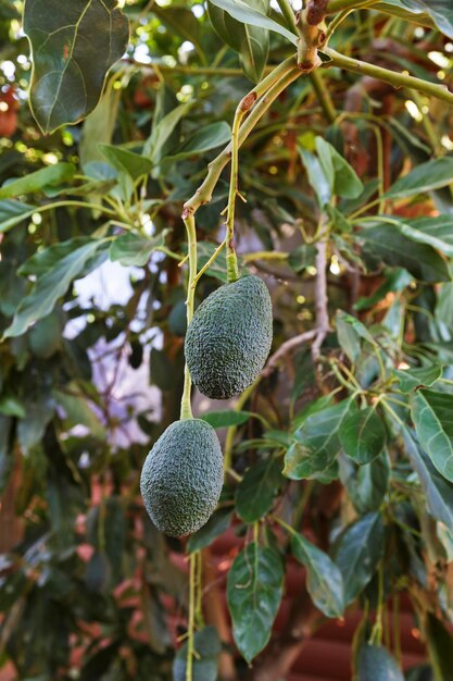 Groene Avocado groeit aan een boom