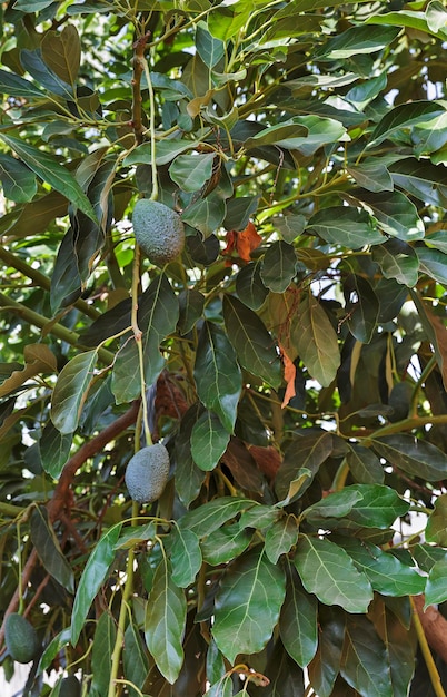 Foto groene avocado groeit aan een boom