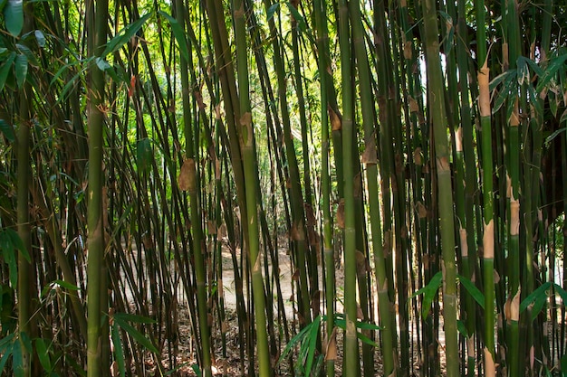 Groene bamboe in het bos kan worden gebruikt als achtergrondbehang met textuur